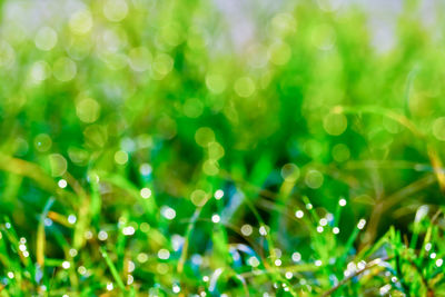 Full frame shot of wet grass