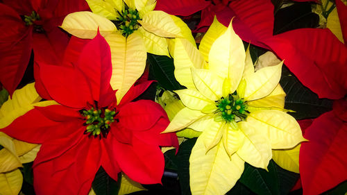 High angle view of multi colored flowers on plant