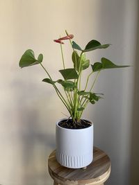 Close-up of potted plant in vase against wall