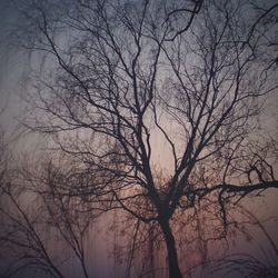 Low angle view of silhouette bare tree against sky