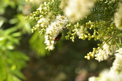 Close-up of bee pollinating on flower