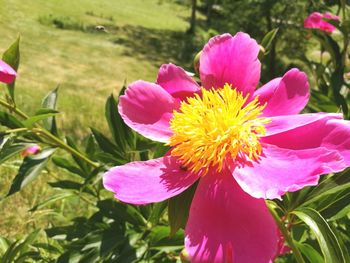 Close-up of pink flower