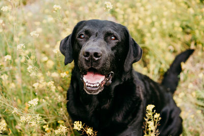 Happy black labrador dog outdoors in nature in yellow flowers meadow. sunny spring