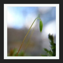Close-up of plant