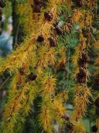 Close-up of pine tree