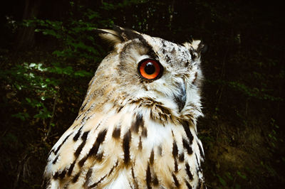 Close-up of a bird