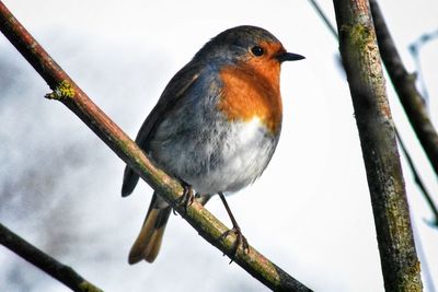 Close-up of bird perching on tree