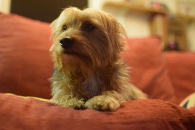 Close-up of dog at home