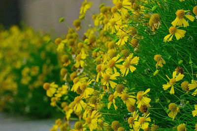 Close-up of yellow flowers