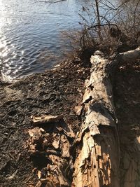 View of tree trunk at lakeshore