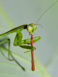 Close-up of insect on plant