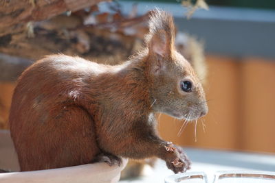 Close-up of an animal