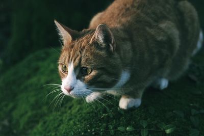 Close-up of cat looking away