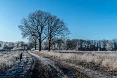 Bare trees on field against clear sky during winter