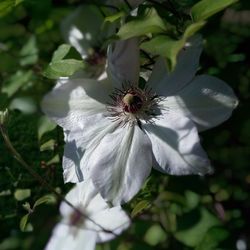 Close-up of white flowers