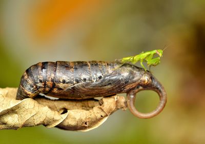 Close-up of mantis on crysalis