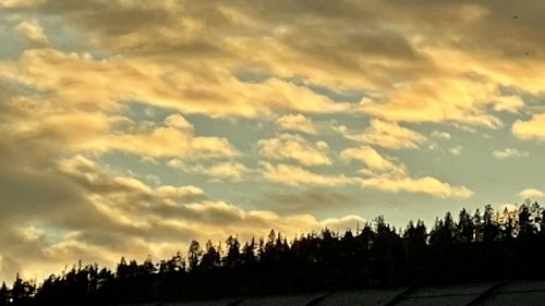 Silhouette trees against sky during sunset