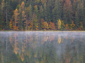 Scenic view of forest during autumn