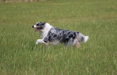 Dog running on grassy field