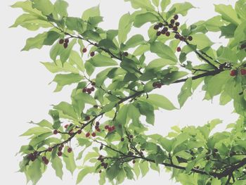 Low angle view of berries growing on tree against sky