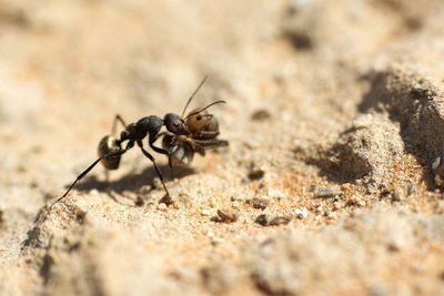 Close-up surface level of ant on sand