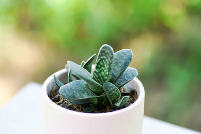 Close-up of succulent plant