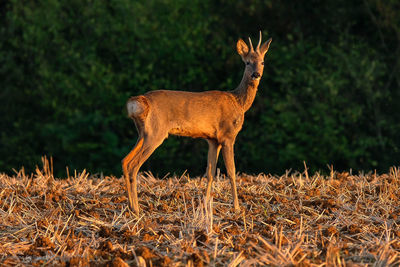 Close-up of deer on field