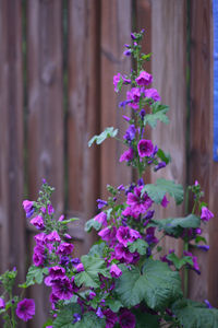 Close-up of pink flowering plant