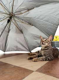 Close-up of cat sitting on floor