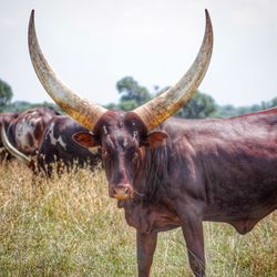 Portrait of bulls standing in grass