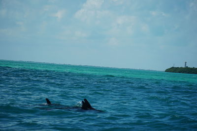 View of ducks swimming in sea