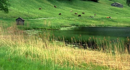 Scenic view of grassy field by lake