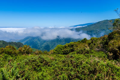 Scenic view of forest against blue sky