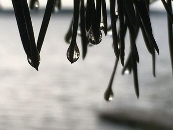 Close-up of raindrops on branch