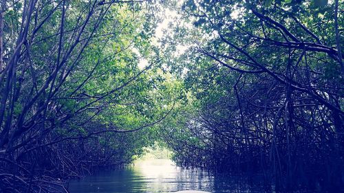View of trees in forest