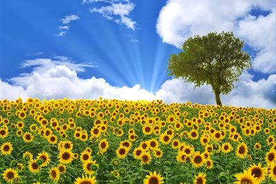 Sunflower field against sky