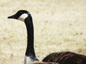 Close-up of a bird