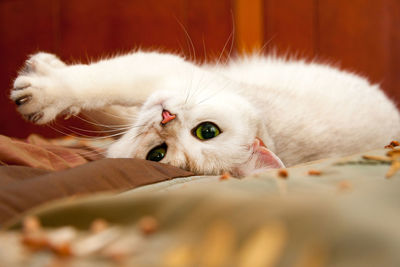 Cute mustachioed british silver cat lying on the couch upside down