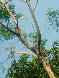 Low angle view of tree against sky