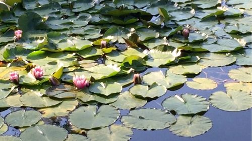 Lotus water lily in pond