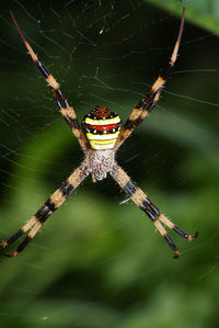 Close-up of spider on web