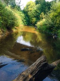 Stream flowing amidst trees in forest