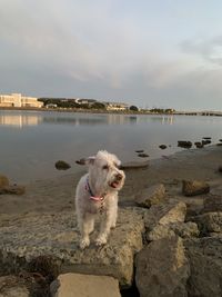 Dog standing on rock in sea against sky