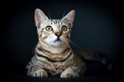 Close-up portrait of a cat