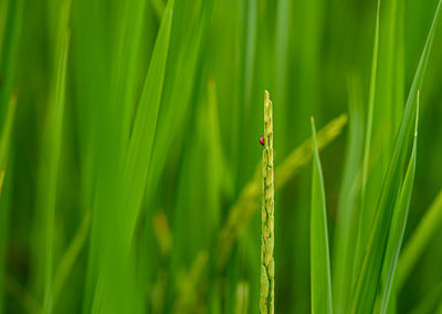 Close-up of ladybug on grass