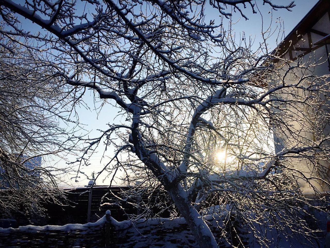 tree, low angle view, sky, nature, no people, branch, outdoors, beauty in nature, day, growth, close-up