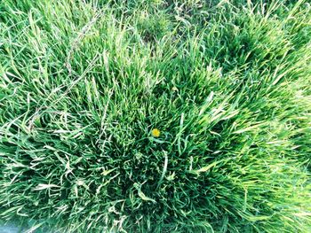 Full frame shot of green plants on field