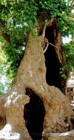 Low angle view of a tree trunk