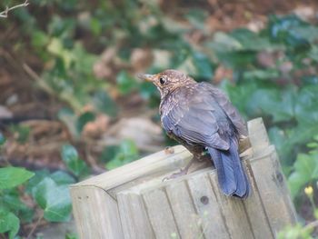 Close-up of bird perching on wood