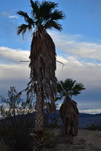 Palm trees against sky